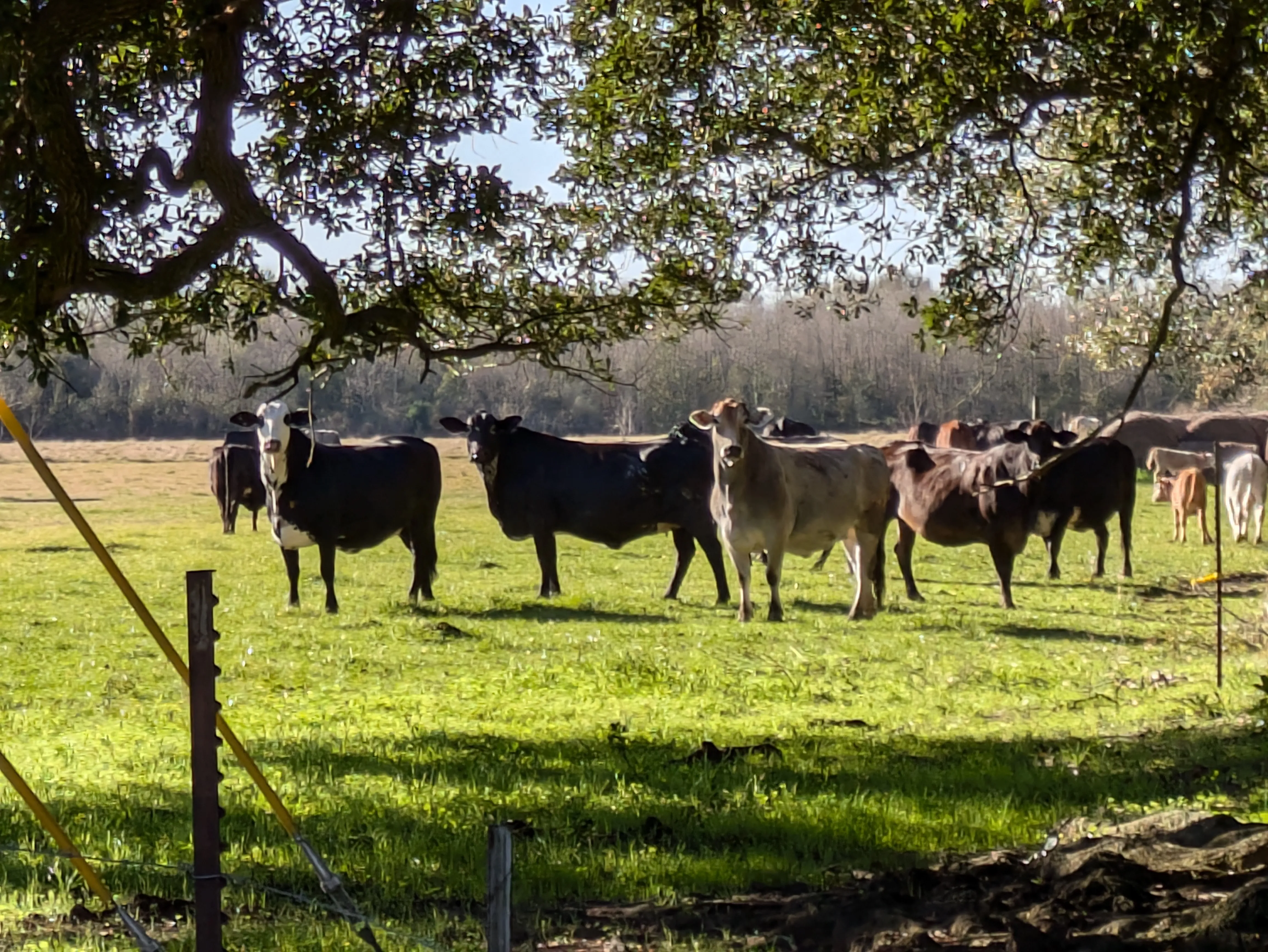 cow pasture vatican